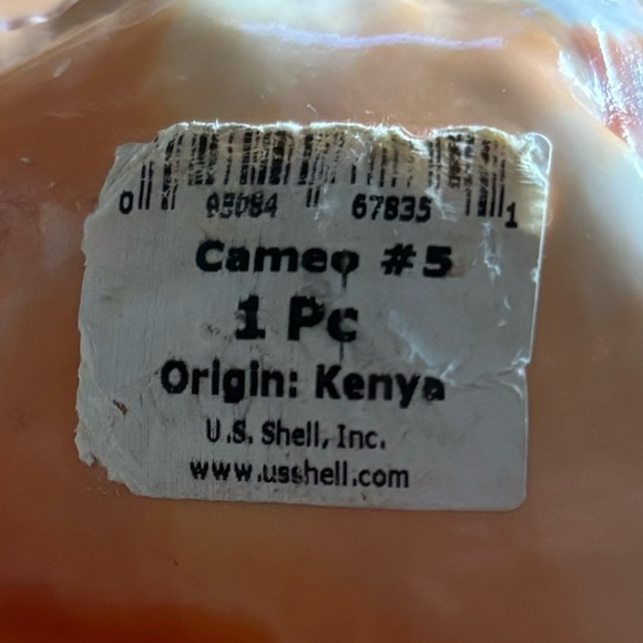 GORGEOUS CAMEO CYPRAECASSIS RUFA SEA SHELL AFRICAN BULLMOUTH HELMET - Picture 4 of 5